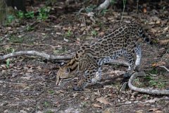 DPPhotography - Pantanal - Ocelot - F