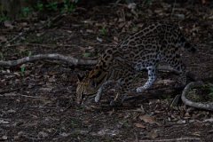 DPPhotography - Pantanal - Ocelot - G