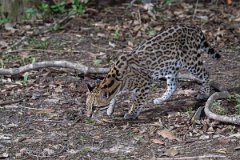 DPPhotography - Pantanal - Ocelot - H