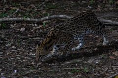 DPPhotography - Pantanal - Ocelot - I