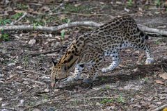 DPPhotography - Pantanal - Ocelot - J
