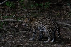DPPhotography - Pantanal - Ocelot - K