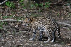 DPPhotography - Pantanal - Ocelot - L