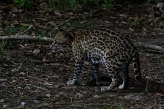 DPPhotography - Pantanal - Ocelot - M