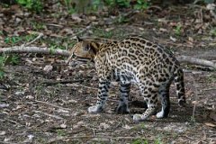 DPPhotography - Pantanal - Ocelot - N