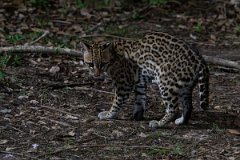 DPPhotography - Pantanal - Ocelot - O