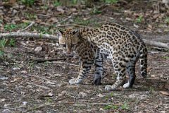 DPPhotography - Pantanal - Ocelot - P