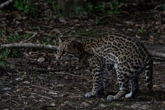 DPPhotography - Pantanal - Ocelot - Q