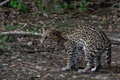 DPPhotography - Pantanal - Ocelot - R