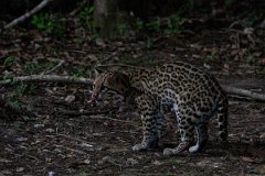 DPPhotography - Pantanal - Ocelot - S