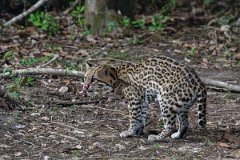 DPPhotography - Pantanal - Ocelot - T