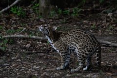 DPPhotography - Pantanal - Ocelot - U