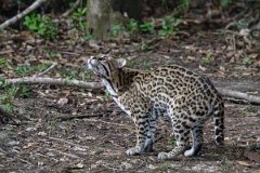 DPPhotography - Pantanal - Ocelot - V