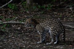DPPhotography - Pantanal - Ocelot - W