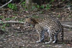 DPPhotography - Pantanal - Ocelot - X