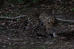 DPPhotography - Pantanal - Ocelot - Y