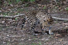 DPPhotography - Pantanal - Ocelot - Z