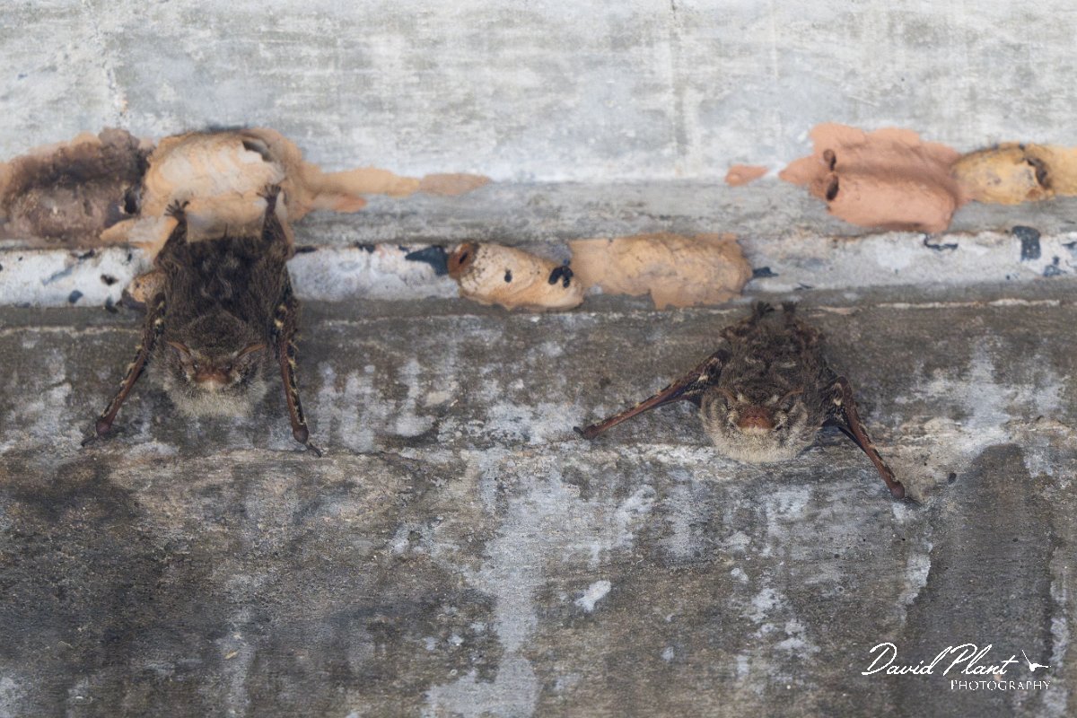 DPPhotography - Pantanal - Proboscis bat - C.jpg - Proboscis bat, Rhynchonycteris naso - Rio Sararé. Pantanal, Brazil