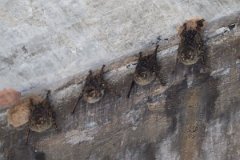 DPPhotography - Pantanal - Proboscis bat - B
