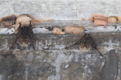 DPPhotography - Pantanal - Proboscis bat - C