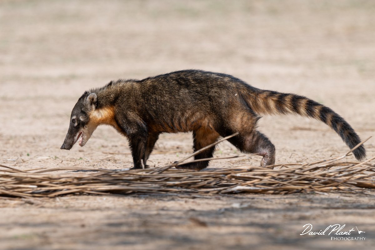 DPPhotography - Pantanal - South American coati - A.jpg - South American coati, Nasua nasua - Pantanal, Brazil