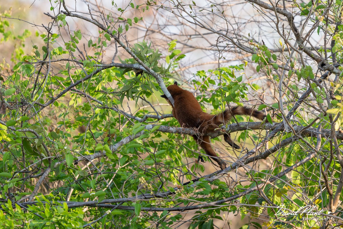 DPPhotography - Pantanal - South American coati - B.jpg - South American coati, Nasua nasua - Pantanal, Brazil