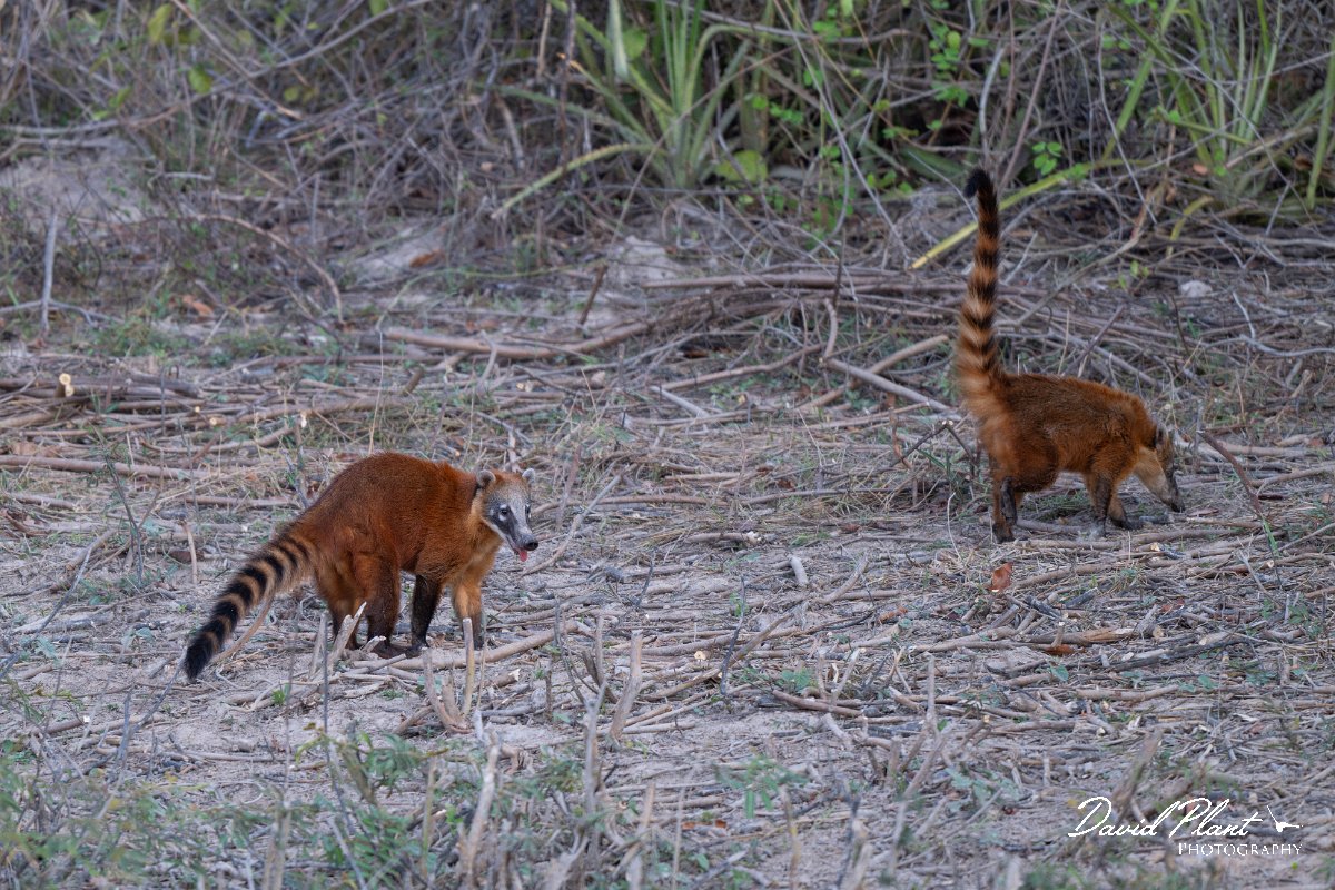 DPPhotography - Pantanal - South American coati - C.jpg - South American coati, Nasua nasua - Pantanal, Brazil