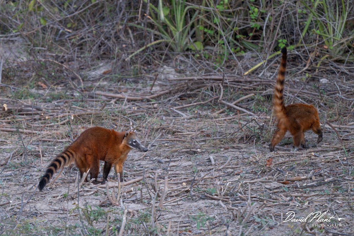 DPPhotography - Pantanal - South American coati - D.jpg - South American coati, Nasua nasua - Pantanal, Brazil
