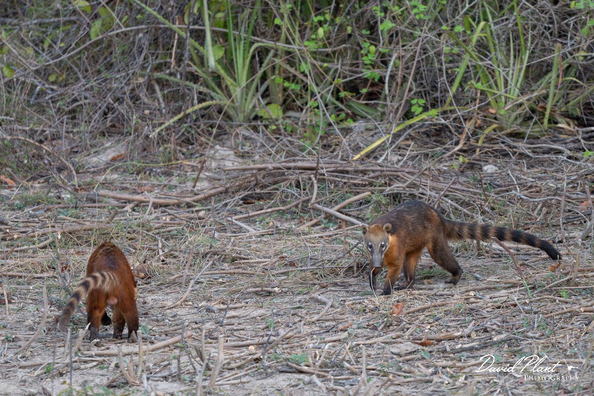 DPPhotography - Pantanal - South American coati - E.jpg - South American coati, Nasua nasua - Pantanal, Brazil