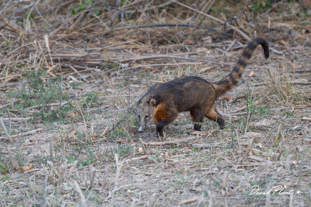 DPPhotography - Pantanal - South American coati - F.jpg - South American coati, Nasua nasua - Pantanal, Brazil