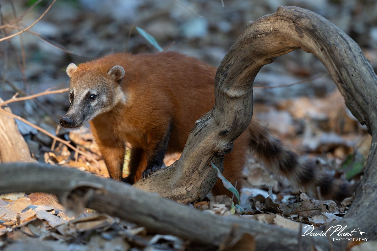 DPPhotography - Pantanal - South American coati - H.jpg - South American coati, Nasua nasua - Pantanal, Brazil