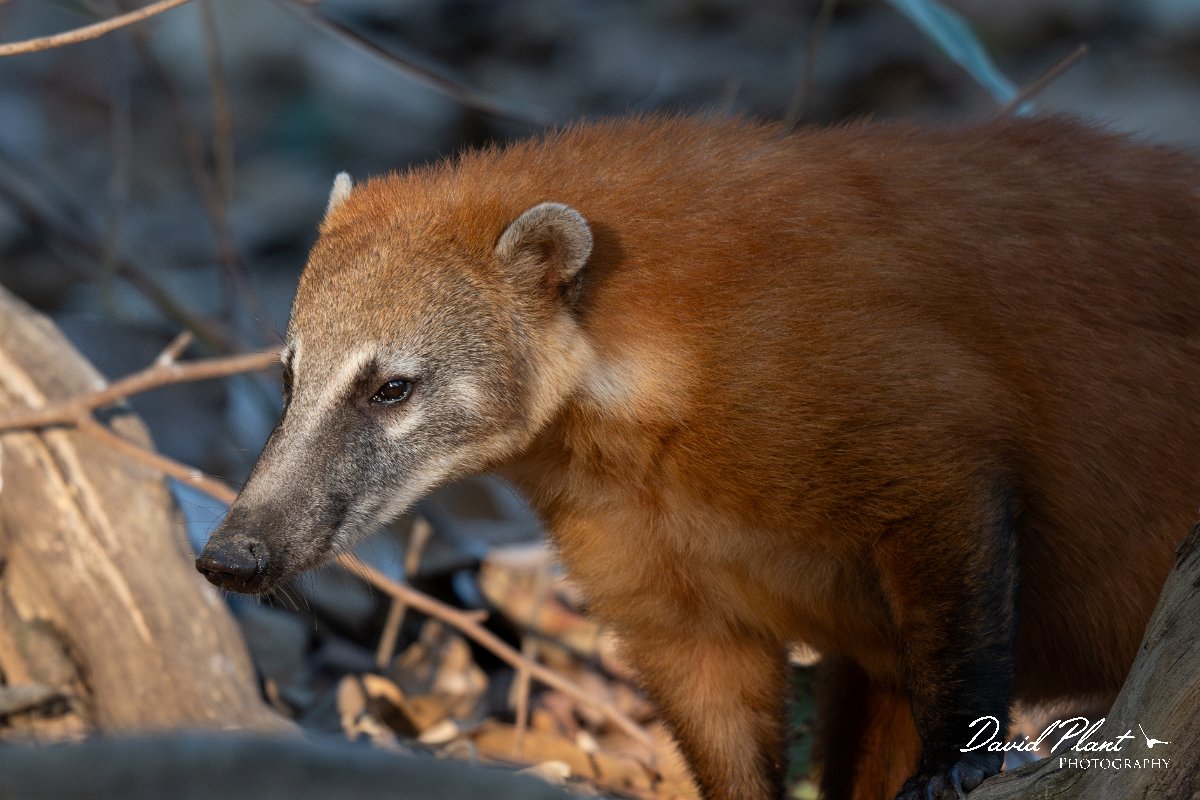 DPPhotography - Pantanal - South American coati - I.jpg - South American coati, Nasua nasua - Pantanal, Brazil