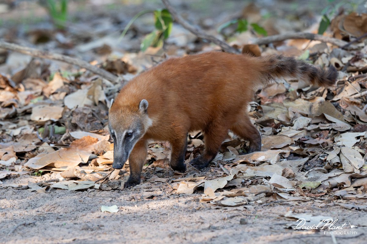 DPPhotography - Pantanal - South American coati - M.jpg - South American coati, Nasua nasua - Pantanal, Brazil