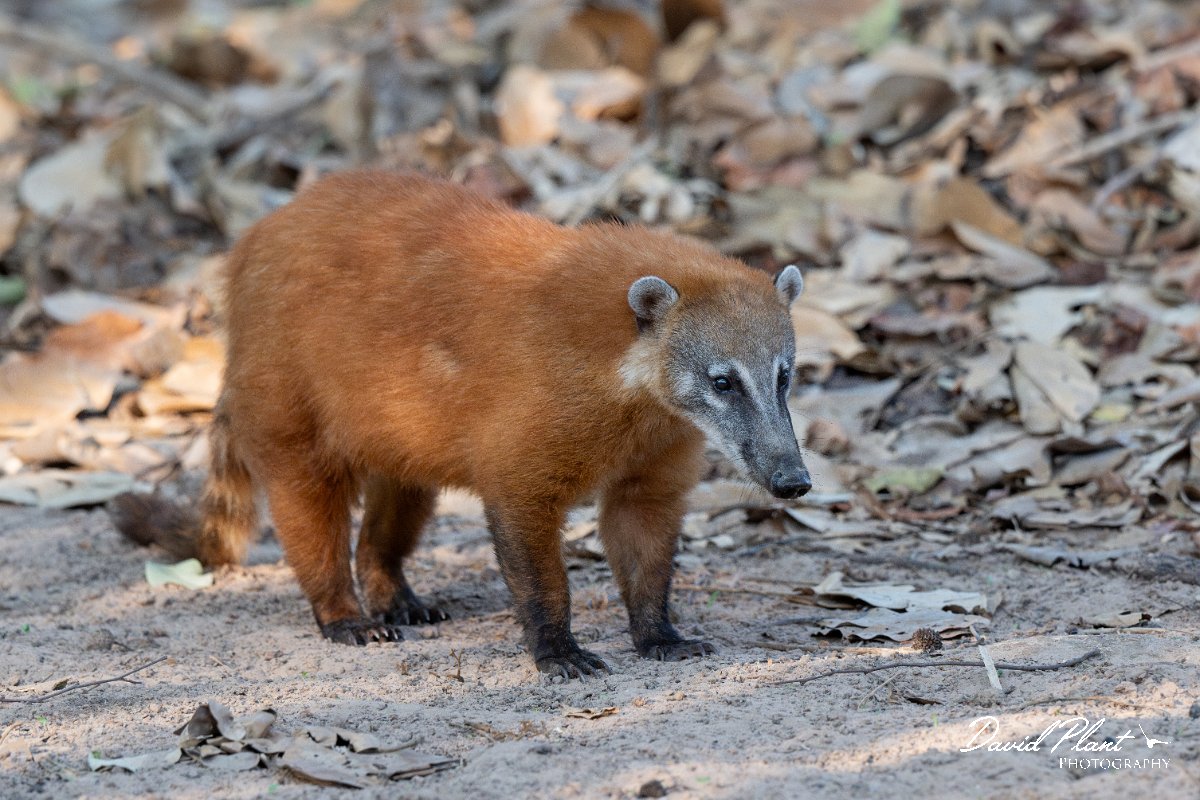 DPPhotography - Pantanal - South American coati - O.jpg - South American coati, Nasua nasua - Pantanal, Brazil