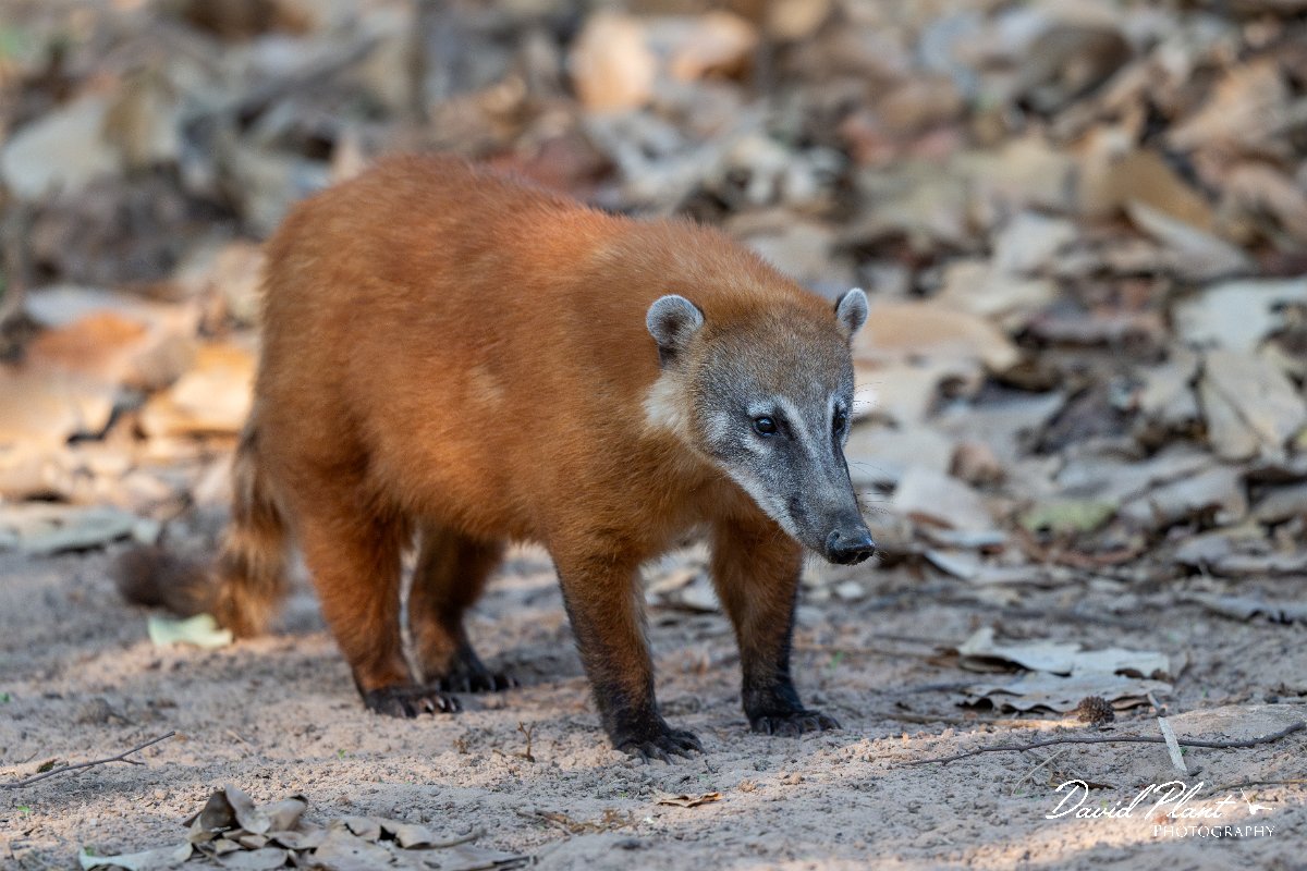 DPPhotography - Pantanal - South American coati - R.jpg - South American coati, Nasua nasua - Pantanal, Brazil