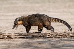 DPPhotography - Pantanal - South American coati - A