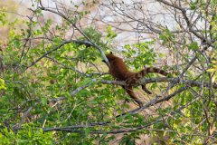 DPPhotography - Pantanal - South American coati - B
