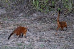 DPPhotography - Pantanal - South American coati - D