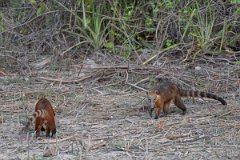 DPPhotography - Pantanal - South American coati - E