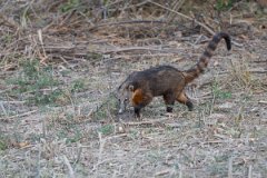 DPPhotography - Pantanal - South American coati - F