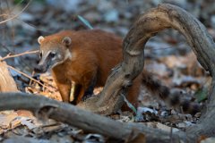 DPPhotography - Pantanal - South American coati - H