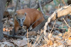 DPPhotography - Pantanal - South American coati - J