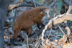 DPPhotography - Pantanal - South American coati - K
