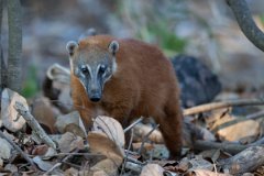 DPPhotography - Pantanal - South American coati - L