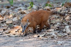 DPPhotography - Pantanal - South American coati - M