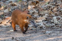 DPPhotography - Pantanal - South American coati - N