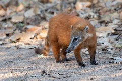 DPPhotography - Pantanal - South American coati - P