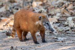 DPPhotography - Pantanal - South American coati - Q