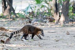 DPPhotography - Pantanal - South American coati - S