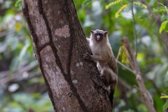 Black-tailed marmoset